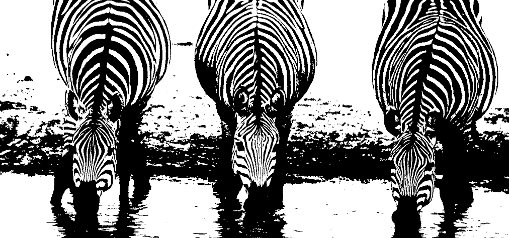 zebra-k